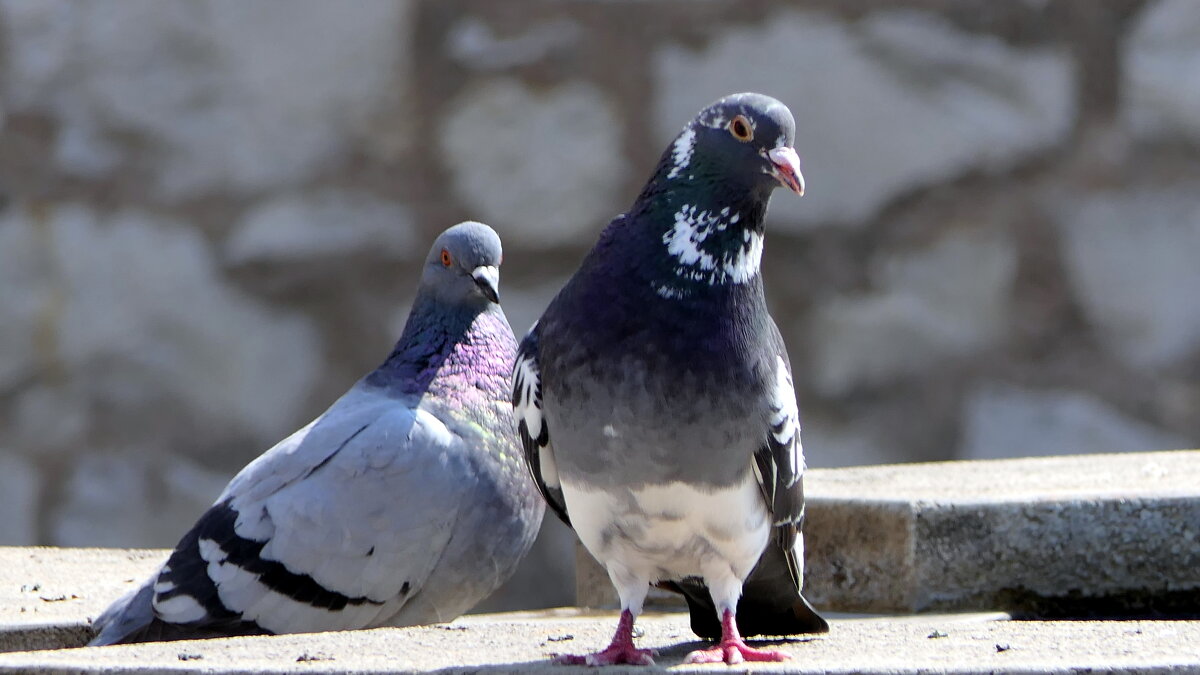 Мир Природы - "The Natural World" Александер Мир Природы - "The Natural World" Александер