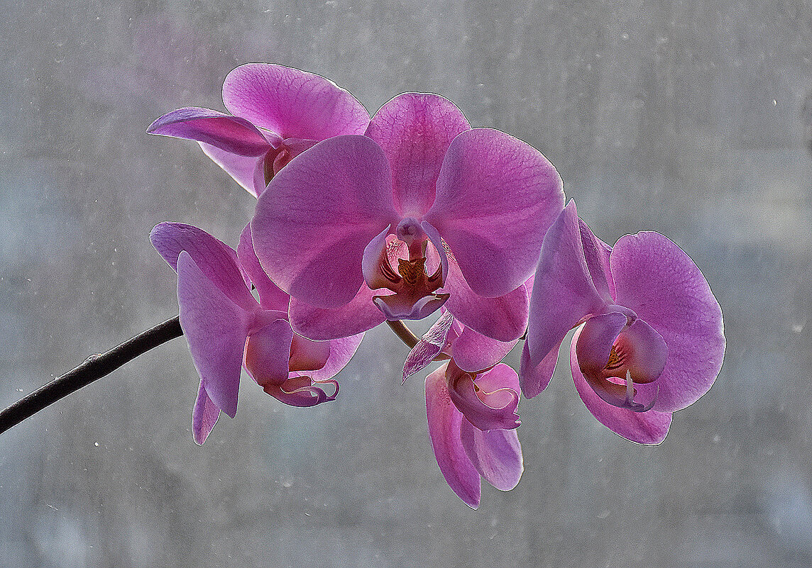 На окошке - весна, за окошком - снег... - Валентина  Нефёдова 