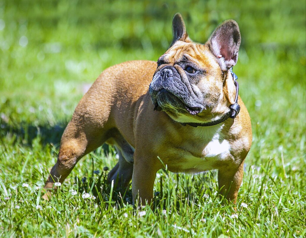 Соседский - Дмитрий Балашов