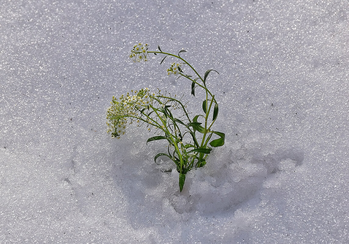 Луговая трава... под снегом! - Валентина Нефёдова Луговая трава... под снегом! - Валентина Нефёдова