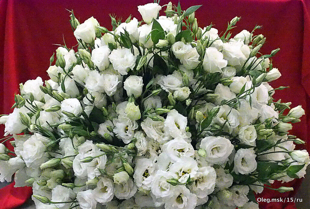 они на радость нам даны - Олег Лукьянов