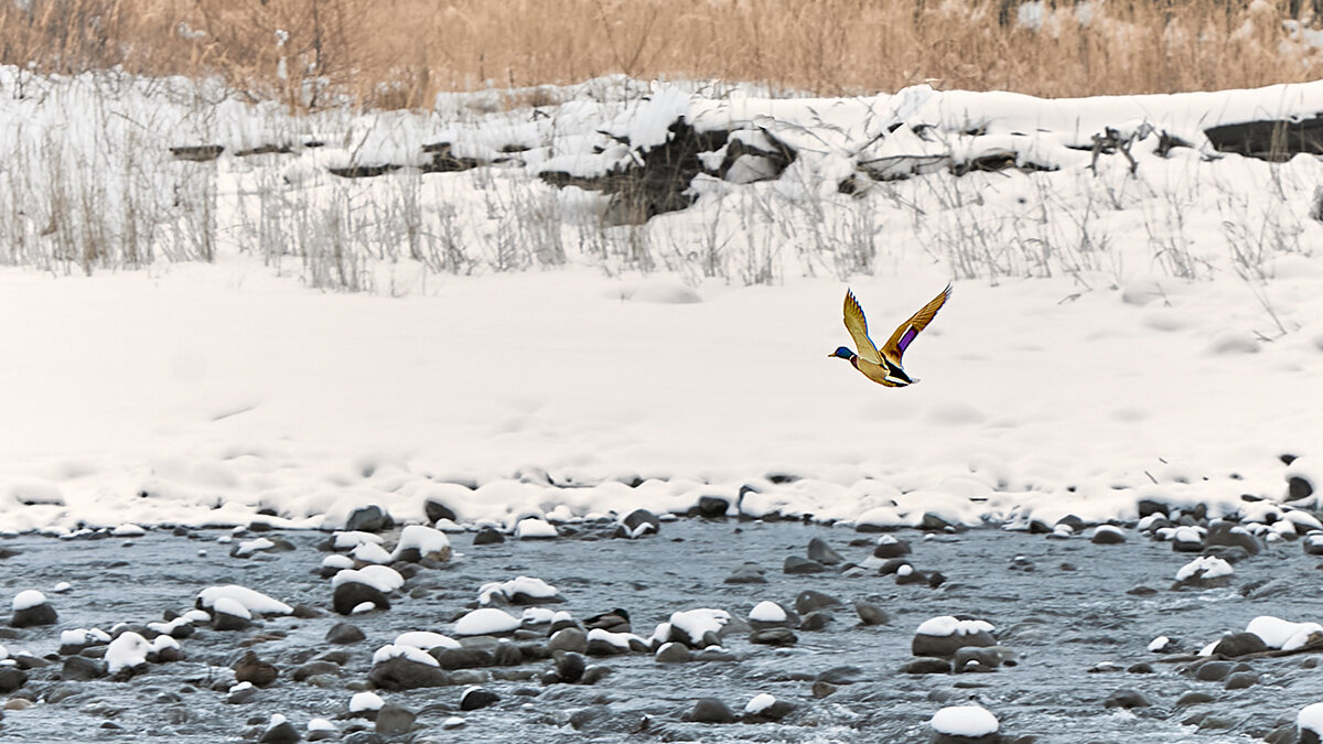 река Терек, центр города Влвдикавказ, 2026 г - Олег Стасенко река Терек, центр города Влвдикавказ, 2026 г - Олег Стасенко