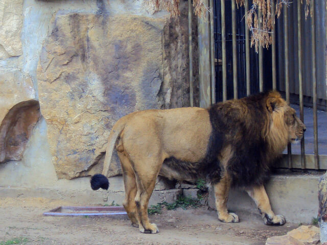 Пражский зоопарк - Tata Wolf