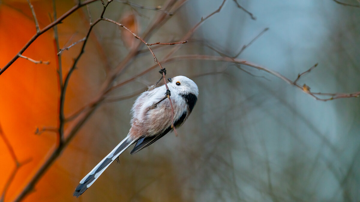 Ополовник - Владимир Лазарев Ополовник - Владимир Лазарев