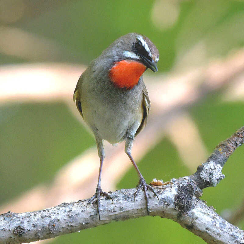 Франт - Михаил Белоусов Франт - Михаил Белоусов