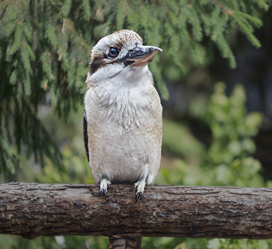 Кукабара - SanSan 