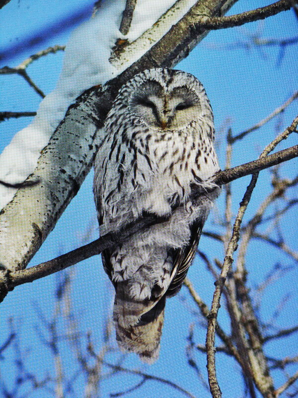 Встреча в лесу - Людмила Смородинская