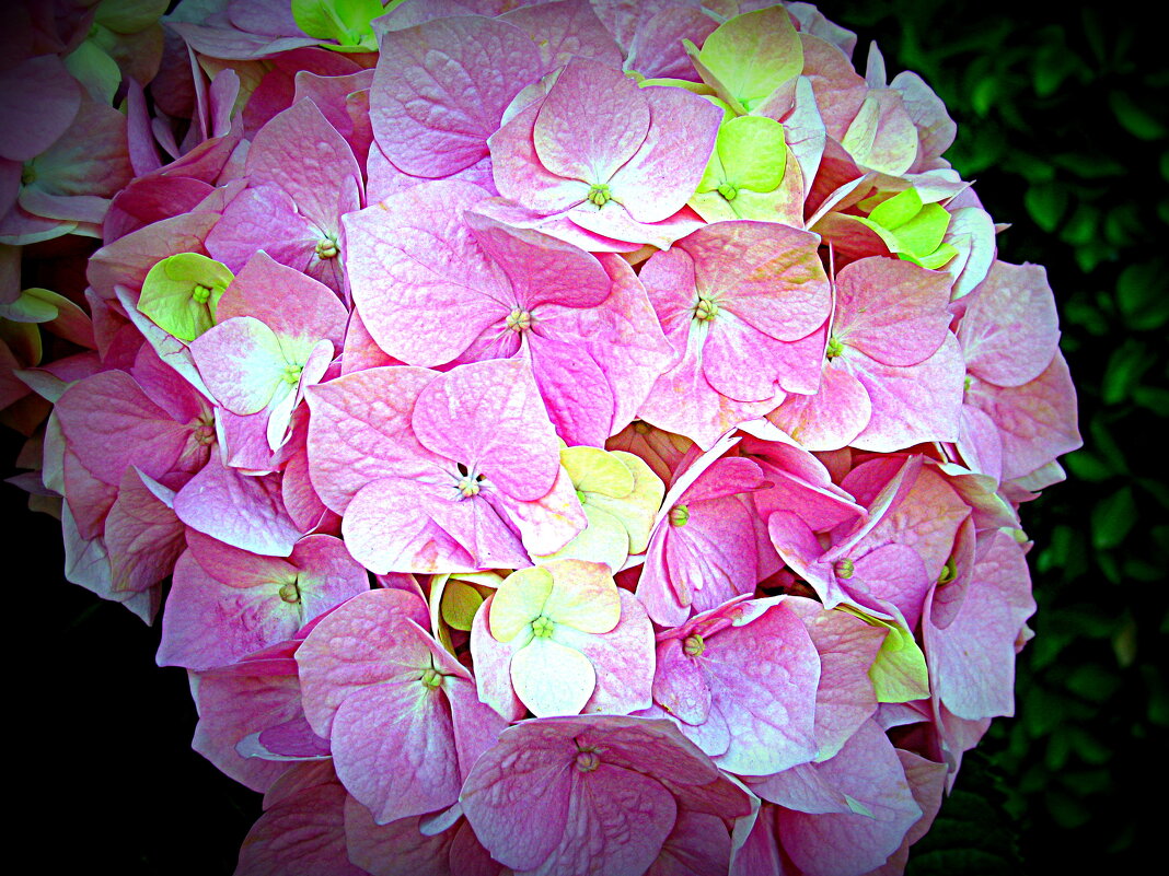 Цветы Барселоны - Владимир Драгунский Цветы Барселоны - Владимир Драгунский