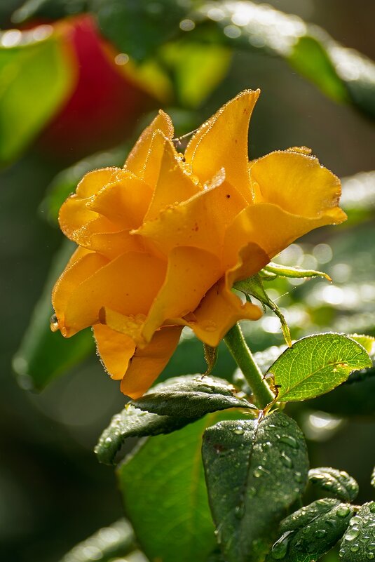 Желтая роза - Игорь Сикорский