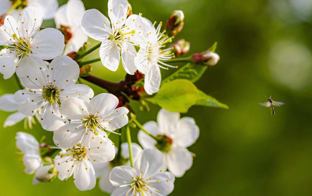 Напьюсь нектара, сколько влезет. - Петр Беляков Напьюсь нектара, сколько влезет. - Петр Беляков