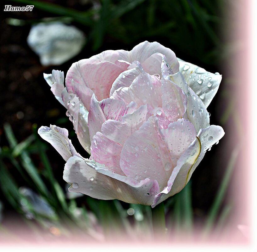 Перламуторовый - Ната57 Наталья Мамедова Перламуторовый - Ната57 Наталья Мамедова