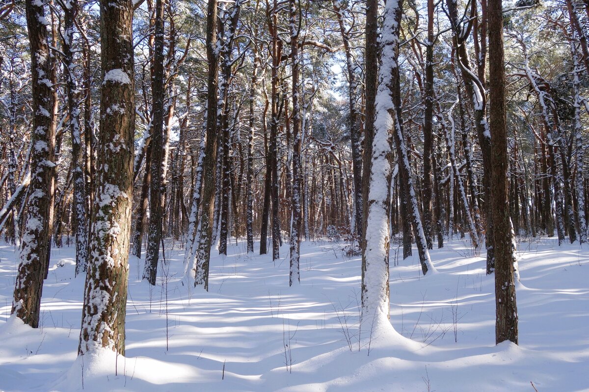 Февраль, побережье Балтийского моря, Калининградская область - Рита Симонова Февраль, побережье Балтийского моря, Калининградская область - Рита Симонова
