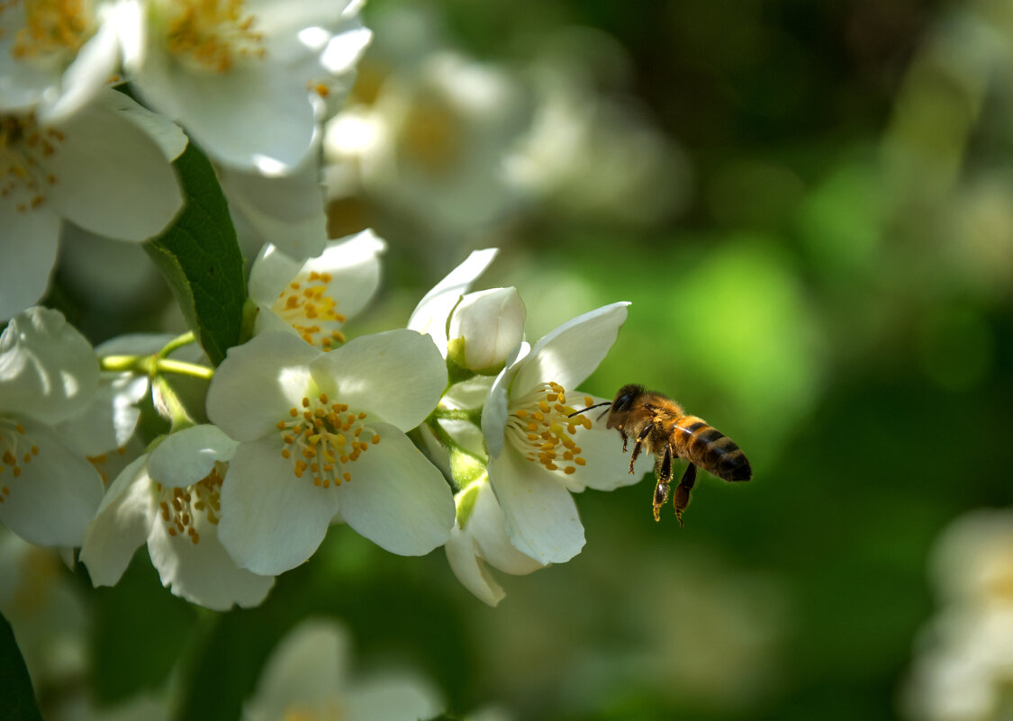 Цветы- роскошный дар природы... - Наталья Димова