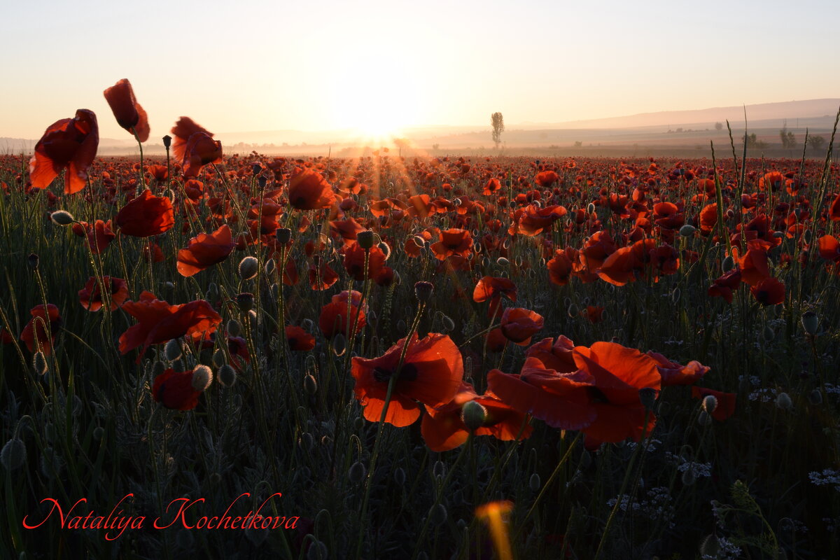 Природа Крыма - Amazing Cosmea Природа Крыма - Amazing Cosmea
