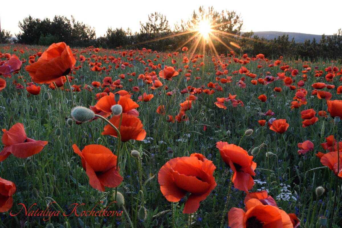 Природа Крыма - Amazing Cosmea