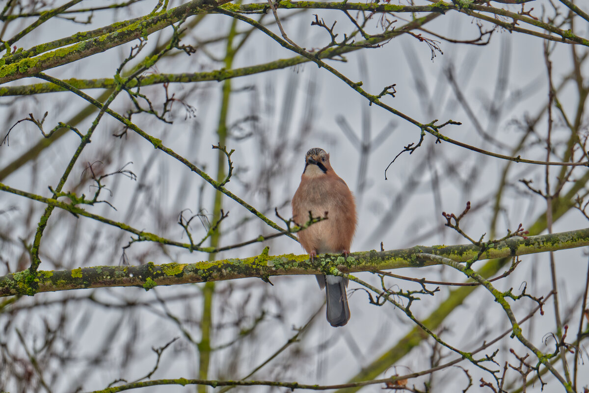 Сойка - Jakob Dick Сойка - Jakob Dick