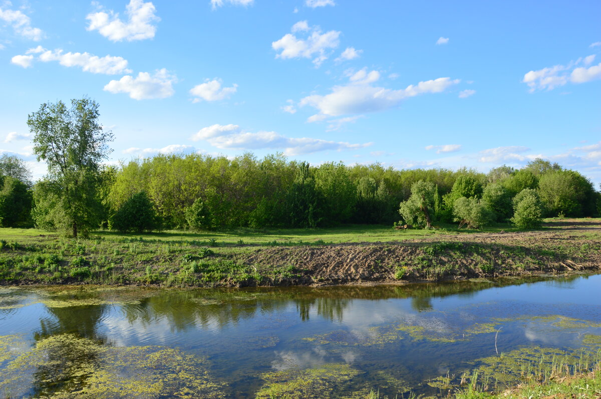 Местная река. - Виктор 