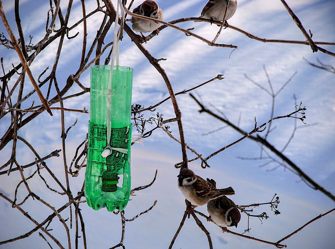 Что за грамота китайская такая ? ! А где корм ,,,( - Анатолий Колосов