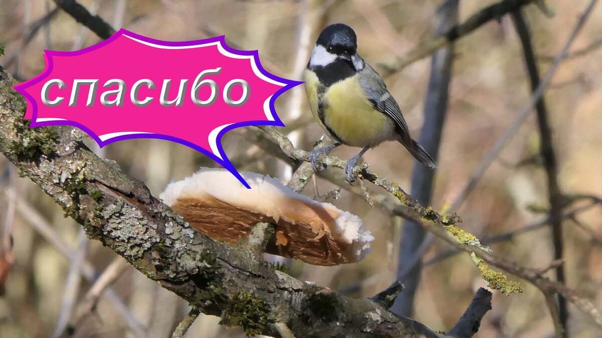 Мир Природы ... - "The Natural World" Александер Мир Природы ... - "The Natural World" Александер