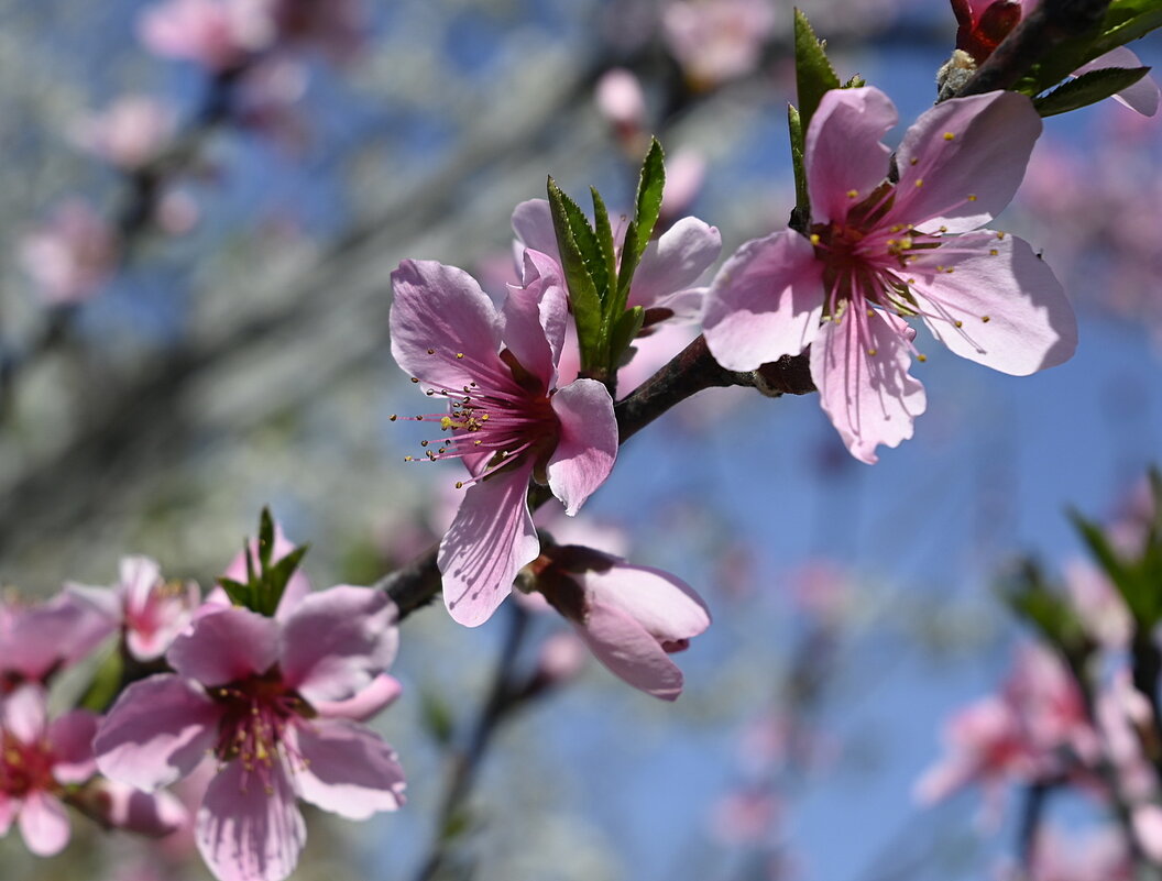 один раз в год,сады цветут... - Aleksandr .