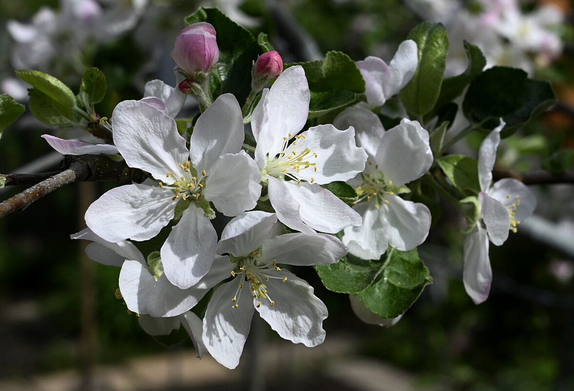 один раз в год,сады цветут... - Aleksandr .