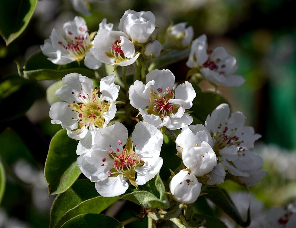 один раз в год,сады цветут... - Aleksandr . один раз в год,сады цветут... - Aleksandr .