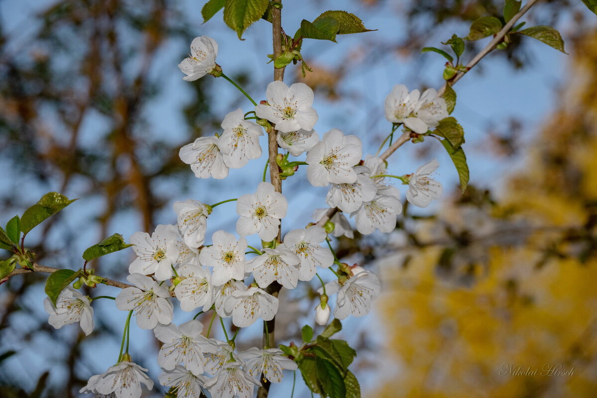 Весне дорогу... - Николай Гирш Весне дорогу... - Николай Гирш