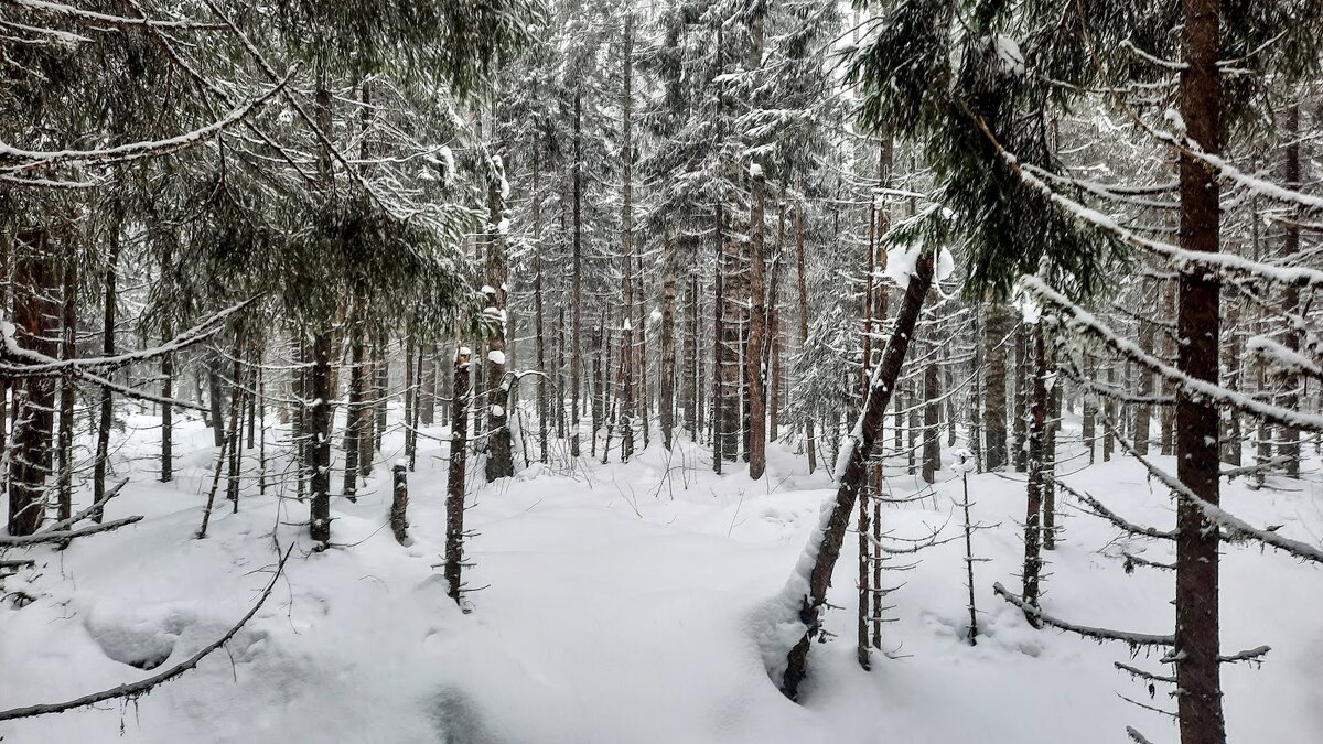 *** - веселов михаил 