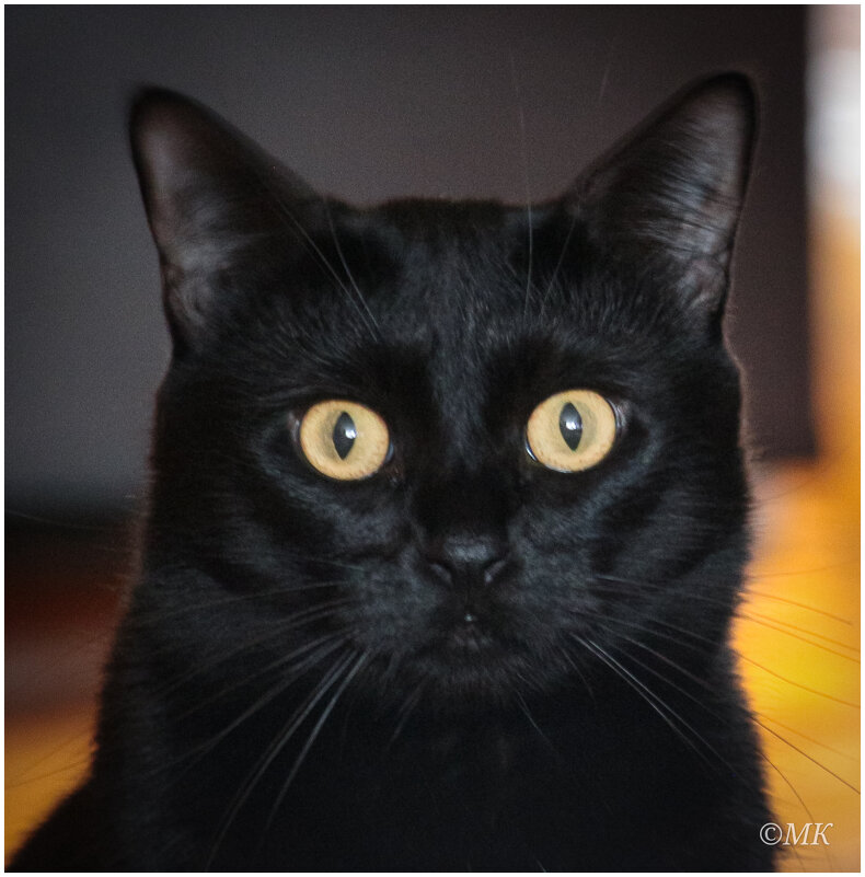 Василина Джоли - Михаил Кобзев