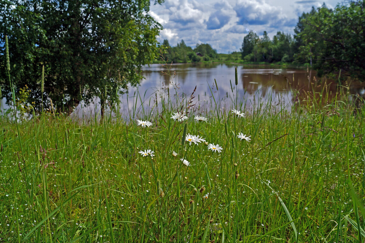 Берег пруда - Сергей Ц