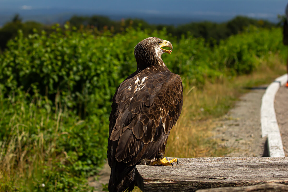Молодой орлан. - Lucy Schneider 