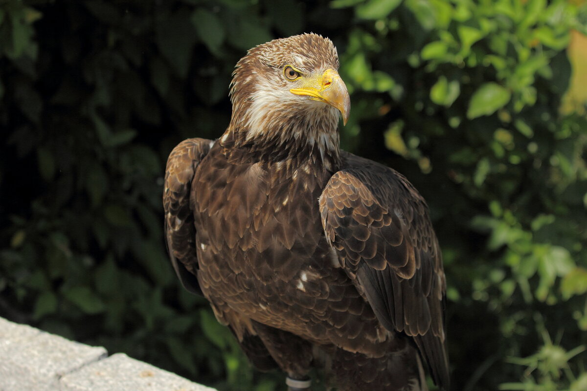 Орлан. - Lucy Schneider 