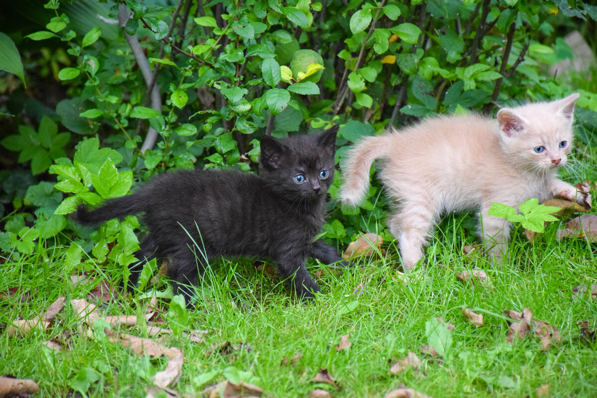 Маняша и Марсик - Валюша Черкасова Маняша и Марсик - Валюша Черкасова