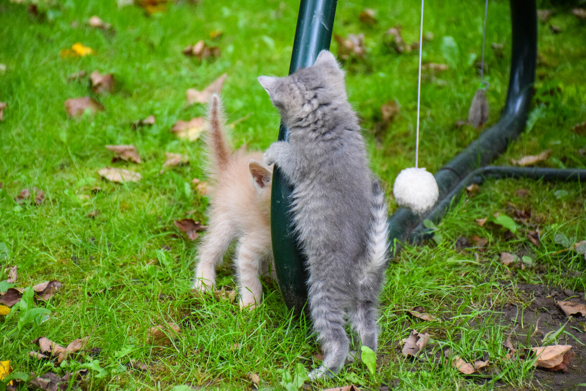 Котята - Валюша Черкасова Котята - Валюша Черкасова