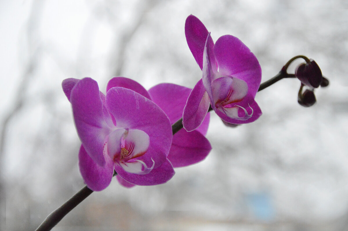 *** - Надежда Куркина 