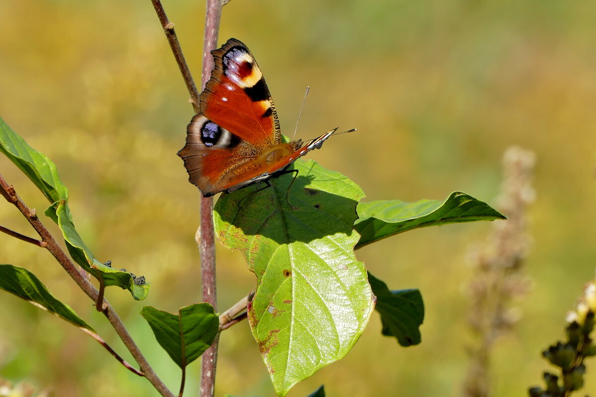 опять про бабочек...516 - Александр Прокудин опять про бабочек...516 - Александр Прокудин