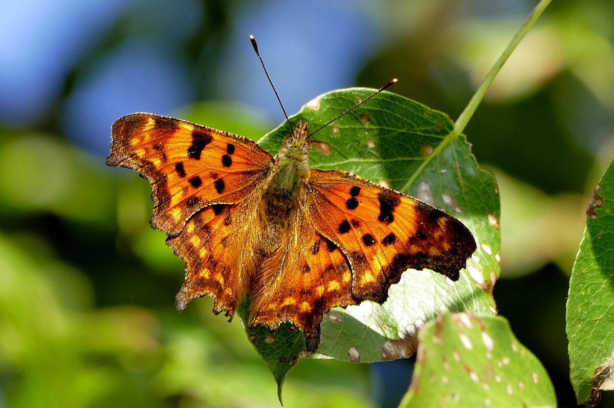 опять про бабочек...520 - Александр Прокудин опять про бабочек...520 - Александр Прокудин