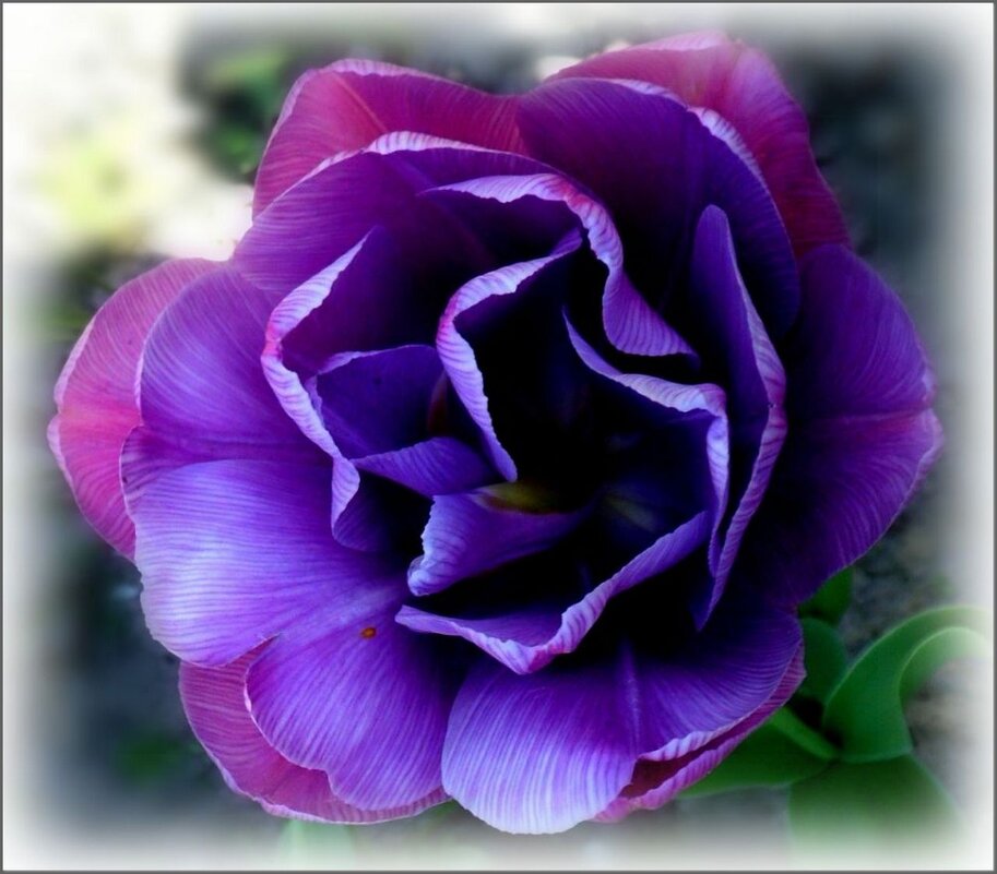 Мой сиреневый махровой тюльпан. - Елена Сухорученкова