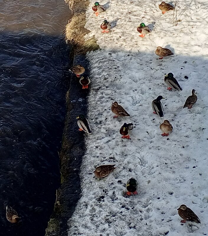 Утки - Сапсан 