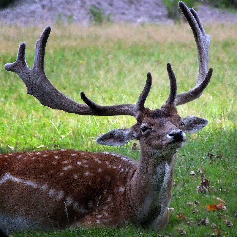 Рогатый - Valziwa 