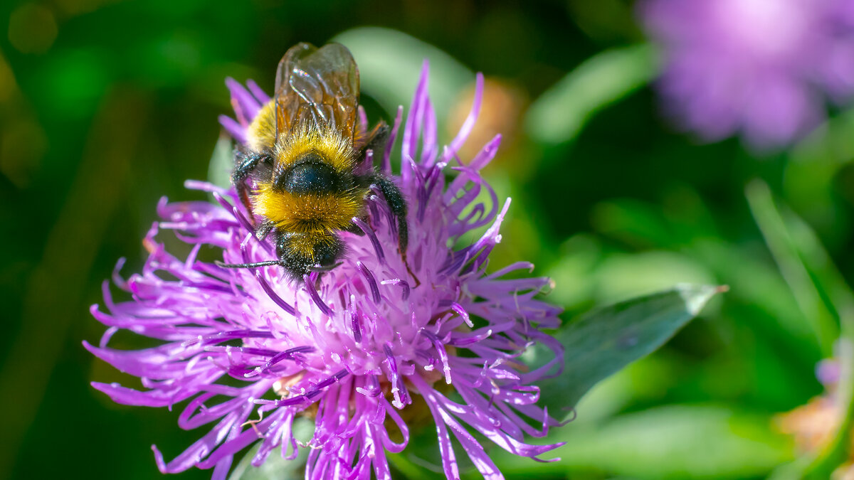 Летнее макро - Владимир Лазарев Летнее макро - Владимир Лазарев