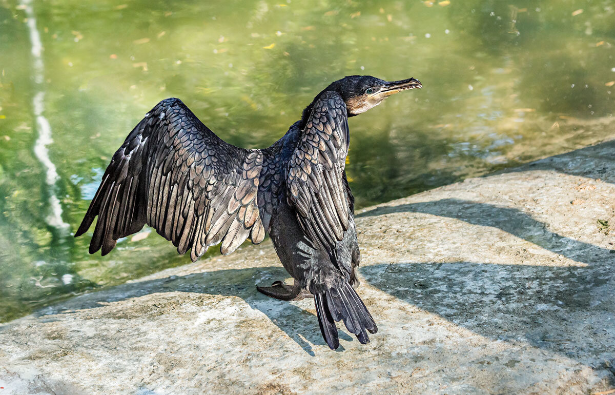 Баклан - SanSan 