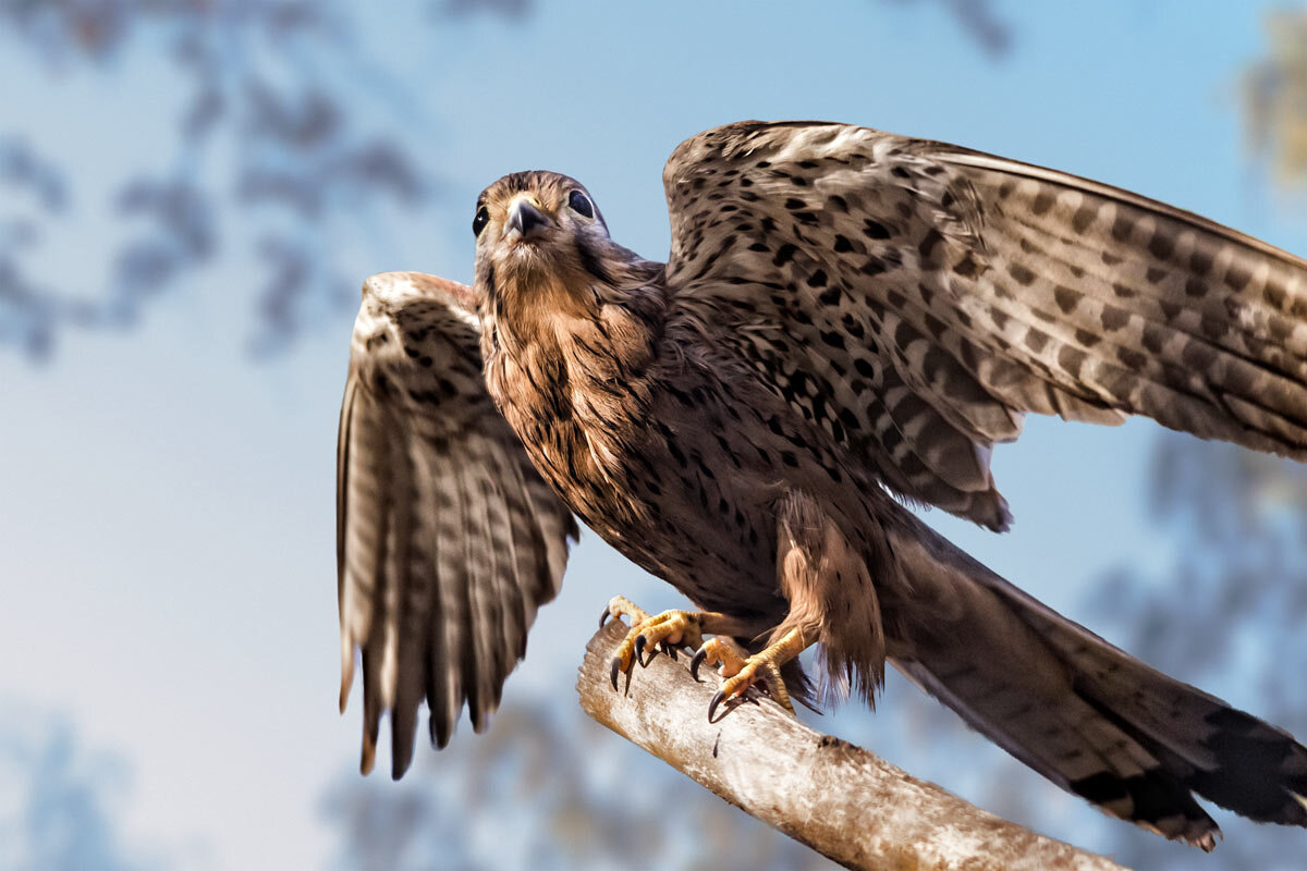 Пустельга - SanSan 