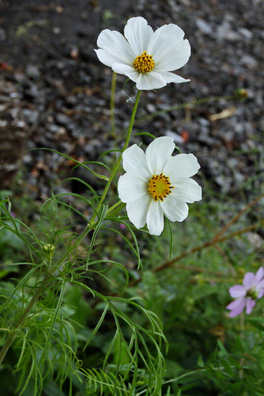 Белая космея. - сергей ермошкин