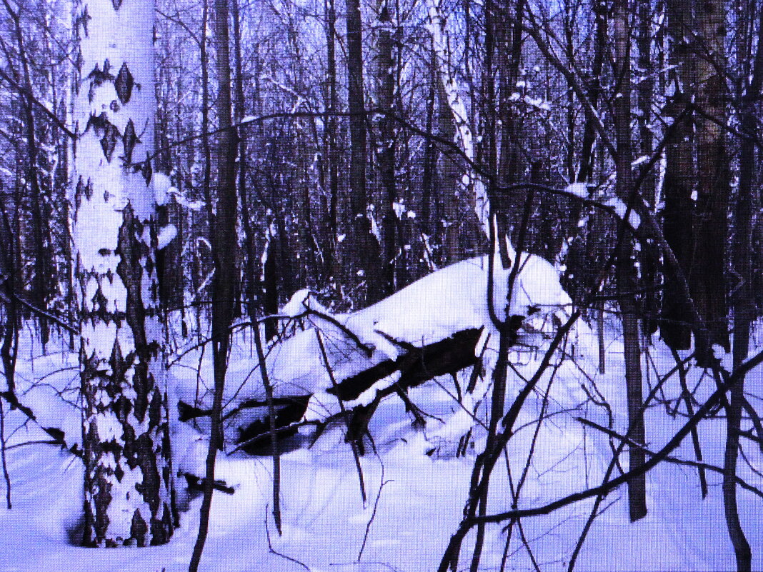 Всё засыпал снег - Людмила Смородинская