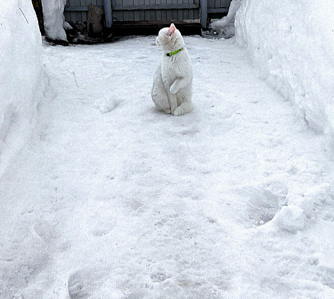 - Ну, и где эта весна... - Елена 