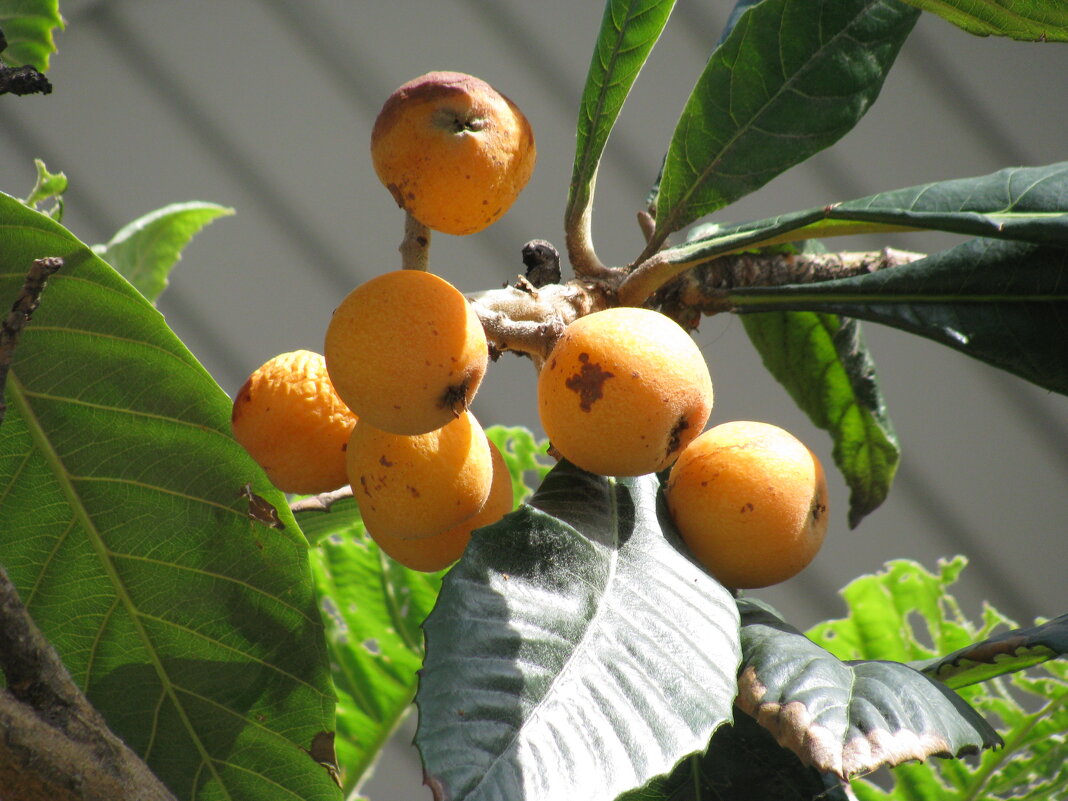 Плоды Барселоны. - Владимир Драгунский