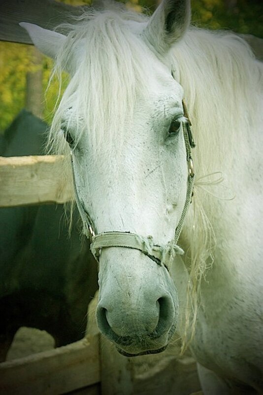 Портрет - Галина Нестратова