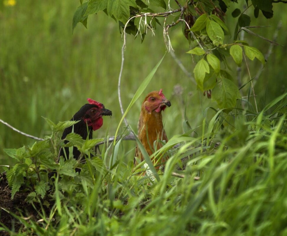 Сплетники - Олег Денисов