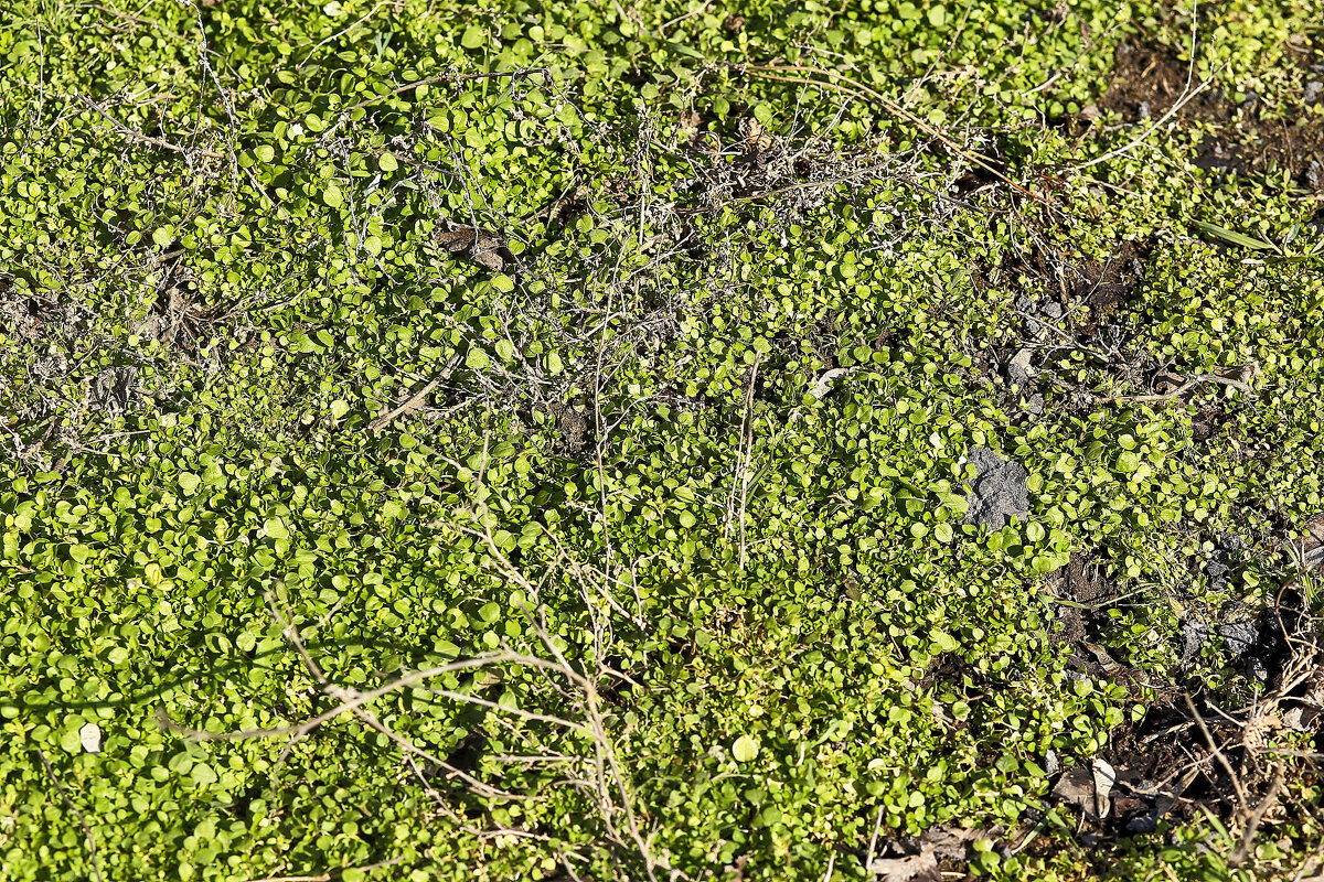 Зелёнка - Юрий Гайворонскiий